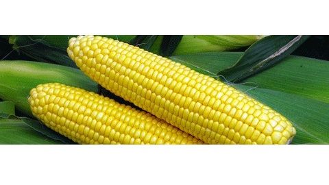 Кукуруза САММЕР СВИТ F1 / SAMMER SWEET F1 Syngenta