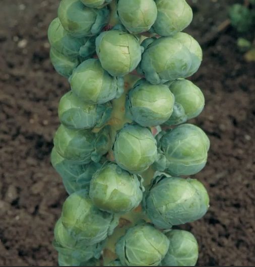 Капуста брюссельская АБАКУС / ABAKUS  Syngenta