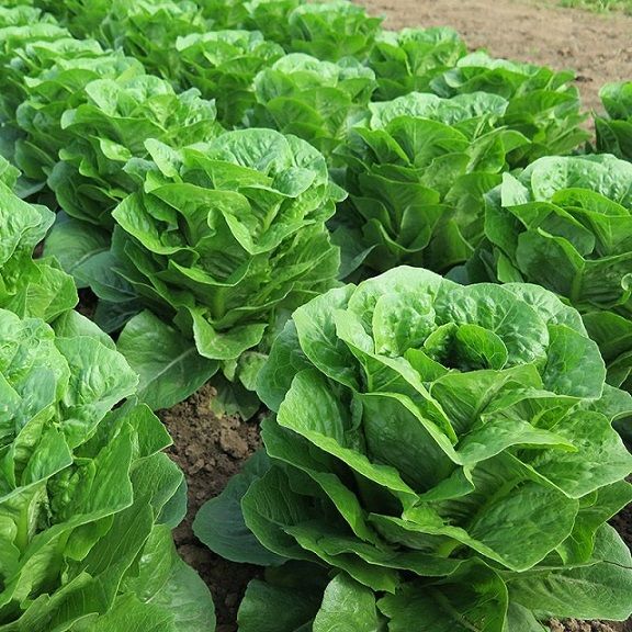 Салат ромэн ТИПИКАЛ / TIPIKAL Syngenta