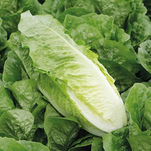 Салат ромэн АКТИНА / AKTINA Syngenta