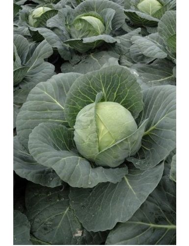 Капуста белокочанная ЧИТА F1 / CHEETA F1 Takii Seeds