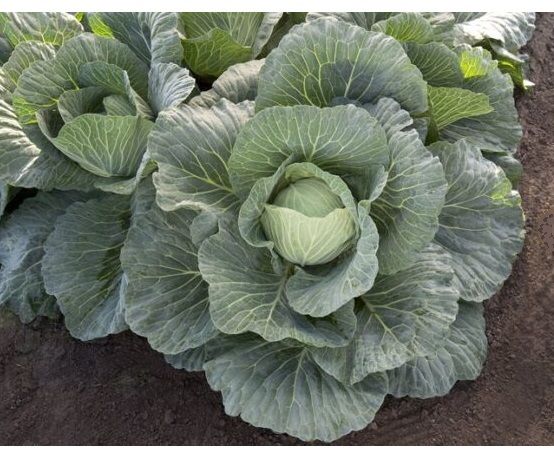 Капуста белокочанная ВЕРТЕКС F1 / VERTEX F1 Takii Seeds