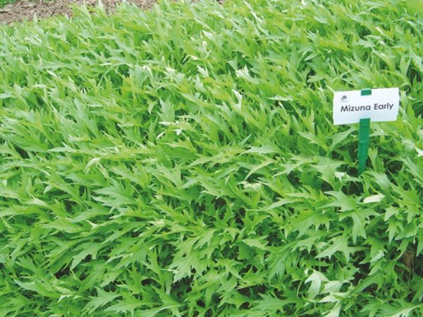 Капуста японская МИЗУНА F1 / MIZUNA F1 Takii Seeds