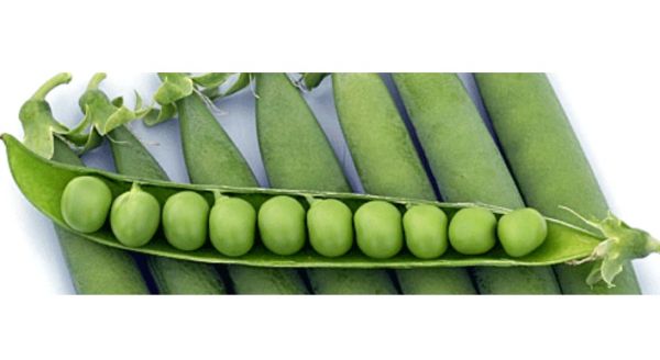 Горох ВИВАДО / VIVADO Syngenta