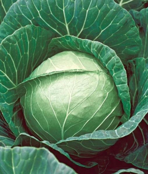 Капуста белокочанная ПРУКТОРИЯ F1 / PROOKTORIYA Syngenta