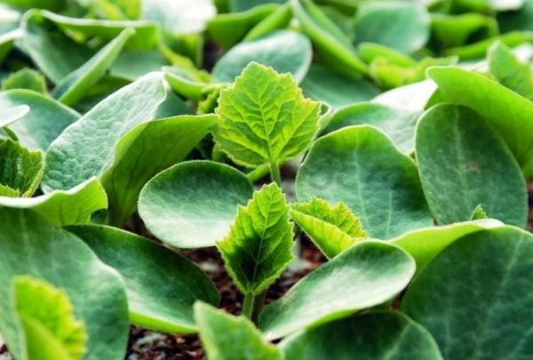 Подвой ВИТАЛЛИ F1 / VITALLI F1 Syngenta
