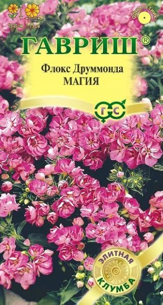 Однолетник Флокс Магия, Друммонда серия Элитная клумба Гавриш