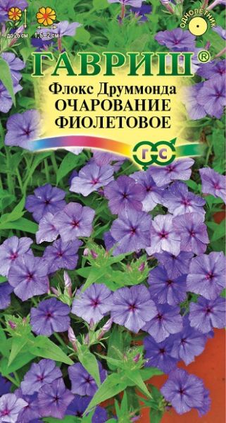 Однолетник Флокс Очарование фиолетовое, Друммонда Гавриш