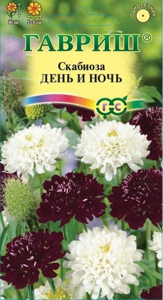 Однолетник Скабиоза пурпурная День и ночь, смесь Гавриш