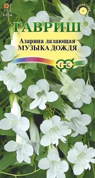 Однолетник Азарина Музыка дождя Сад ароматов Гавриш