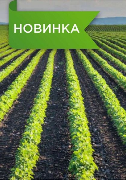 Салат айсберг СИЛИЦЕ / SILICE F1 Seminis