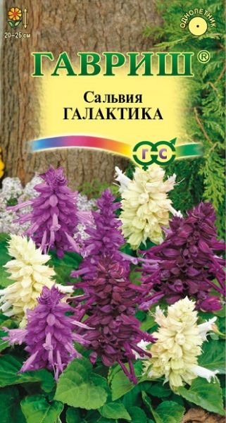 Однолетник Сальвия Галактика, карликовая, смесь Гавриш