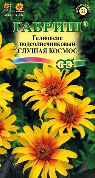 Многолетник Гелиопсис подсолнечниковый Слушая космос Гавриш