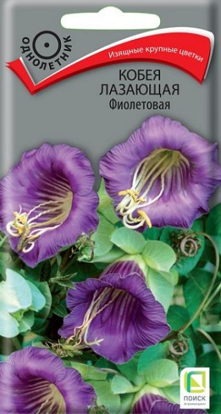 Однолетник Кобея лазающая Фиолетовая ЦВ Поиск