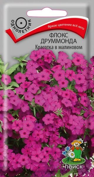 Однолетник Флокс друммонда Красотка в малиновом ЦВ Поиск