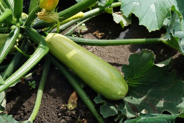 Кабачок ДАРИНА F1 / DARINA F1 Global Seeds