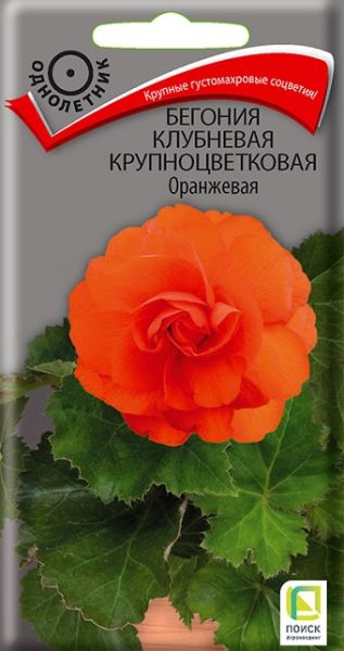Комнатные Бегония клубневая крупноцветковая Оранжевая ЦВ Поиск