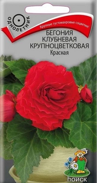 Комнатные Бегония клубневая крупноцветковая Красная ЦВ Поиск