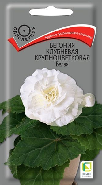 Комнатные Бегония клубневая крупноцветковая Белая ЦВ Поиск