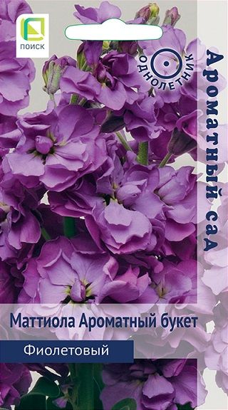 Однолетник Маттиола Ароматный букет Фиолетовый  Ароматный сад Поиск