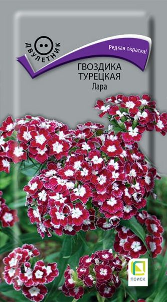 Двулетник Гвоздика турецкая Лара ЦВ Поиск 