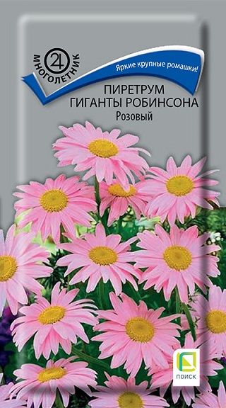 Однолетник Пиретрум Гиганты Робинсона Розовый ЦВ Поиск