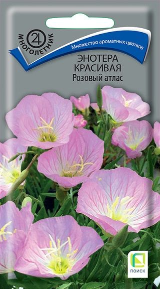 Многолетник Энотера красивая Розовый атлас ЦВ Поиск