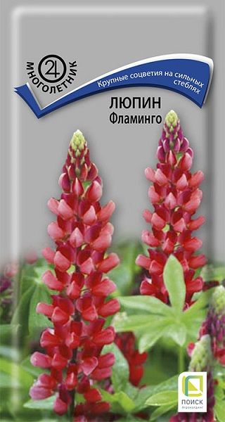 Многолетник Люпин (декоративный) Фламинго ЦВ Поиск