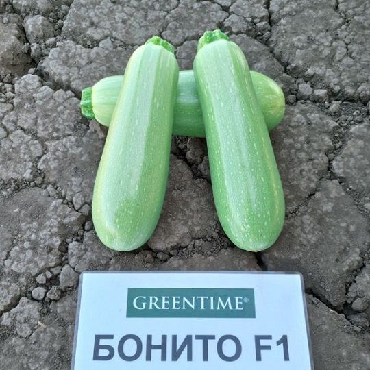 Кабачок БОНИТО F1 / BONITO F1 Greentime