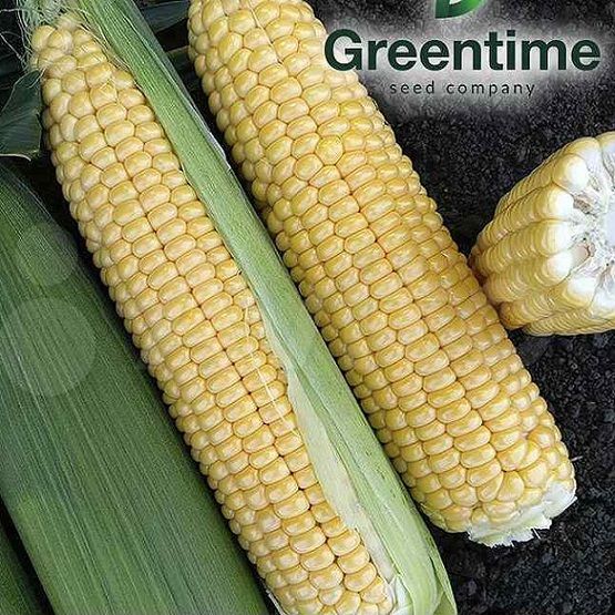 Кукуруза АТОЛ F1 / ATOL F1 Greentime
