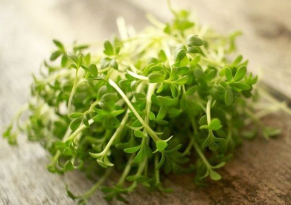 Салат кресс КАСКАДА / KASKADA Greentime