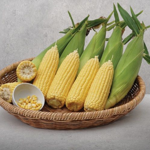 Кукуруза ВЕГА F1 / VEGA F1 May Seed