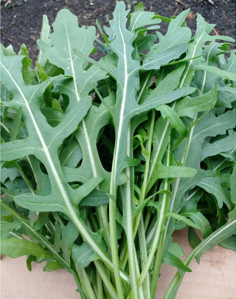 Руккола ДИКАЯ / ARUGULA WILD Greentime