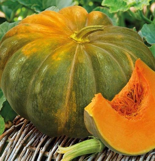 Тыква МУСКАДЭ АГРО мускатная Поиск