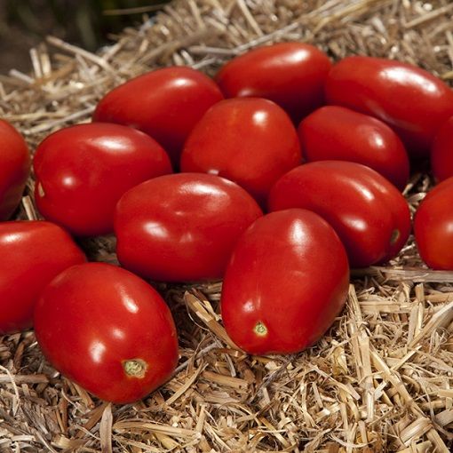 Томат ДЕРИКА F1 Kitano Seeds