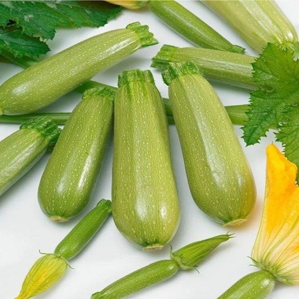 Кабачок SQG 8311 F1 / SQG 8311 F1 Greentime