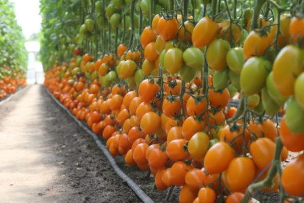 Томат БЕНИГАРА F1 / BENIGORA F1 Kitano Seeds
