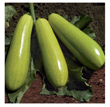 Кабачок ЯЗУМА (KS 3714) F1 / YAZUMA F1 Kitano Seeds