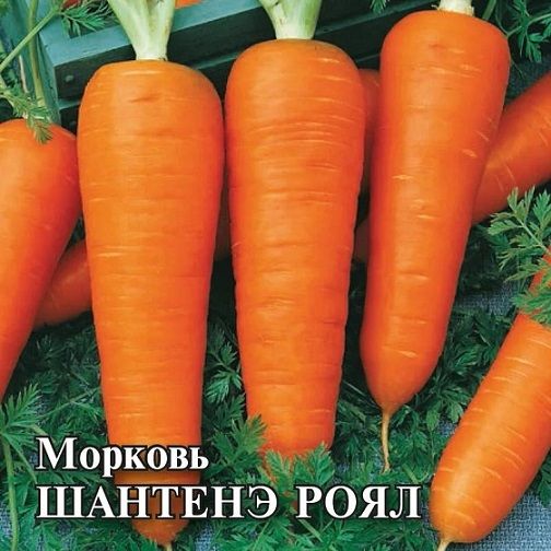Морковь ШАНТАНЕ РОЯЛ Гавриш