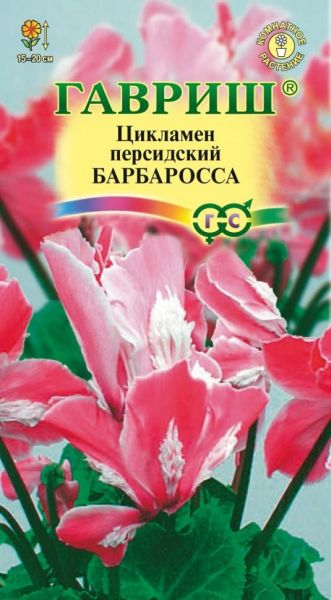 Комнатные Цикламен Барбаросса персидский Гавриш