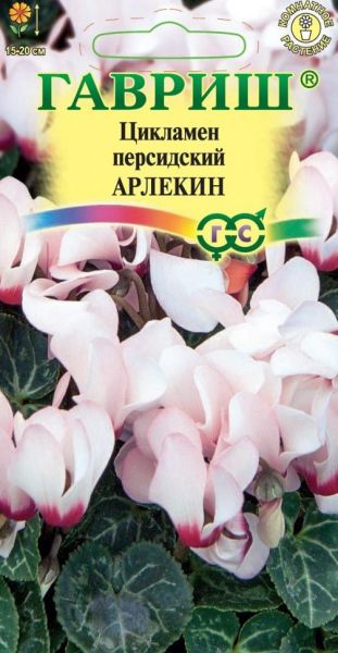 Комнатные Цикламен Арлекин персидский Гавриш