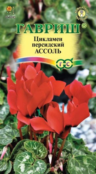 Комнатные Цикламен Ассоль персидский Гавриш