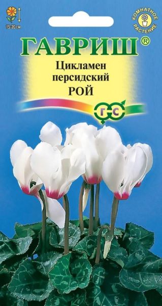 Комнатные Цикламен Рой персидский Гавриш