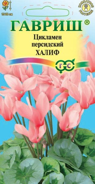 Комнатные Цикламен Халиф персидский Гавриш