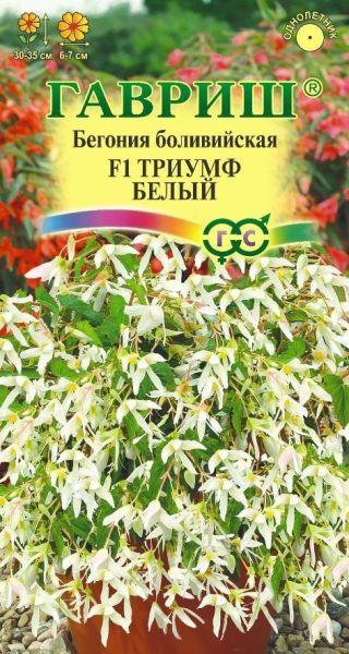 Комнатные Бегония Триумф белый боливийская Гавриш