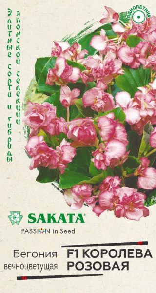 Комнатные Бегония Амбассадор Королева розовая Саката Гавриш