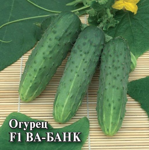 Огурец ВА-БАНК F1  Гавриш