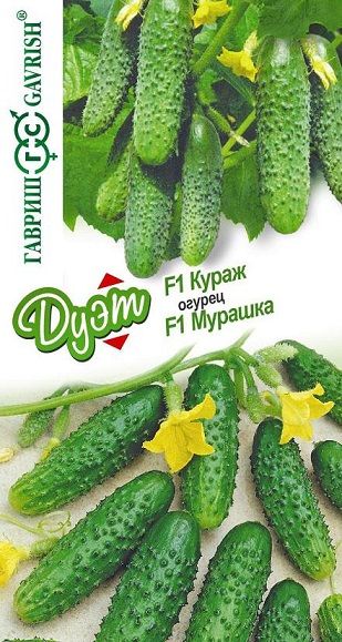 Огурец КУРАЖ F1 + МУРАШКА F1 Дуэт Гавриш