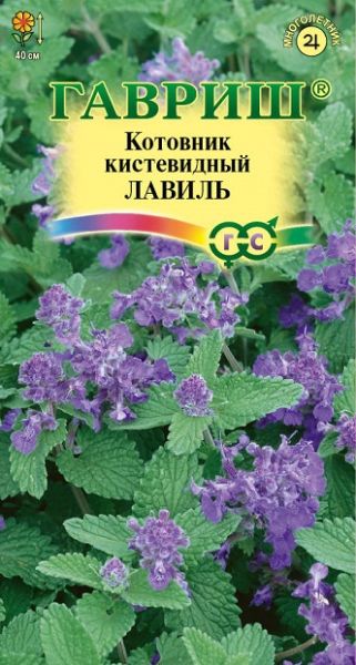 Многолетник Котовник кистевидный Лавиль Гавриш