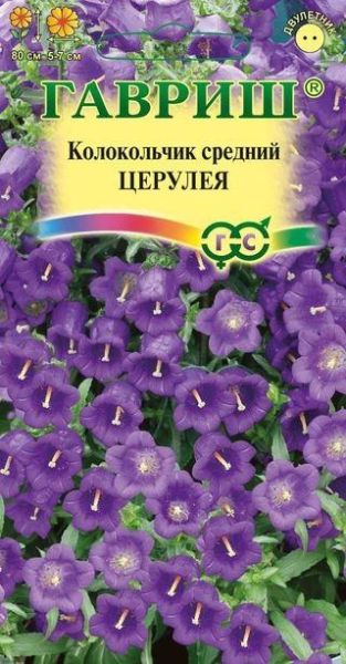 Многолетник Колокольчик Церулея Гавриш